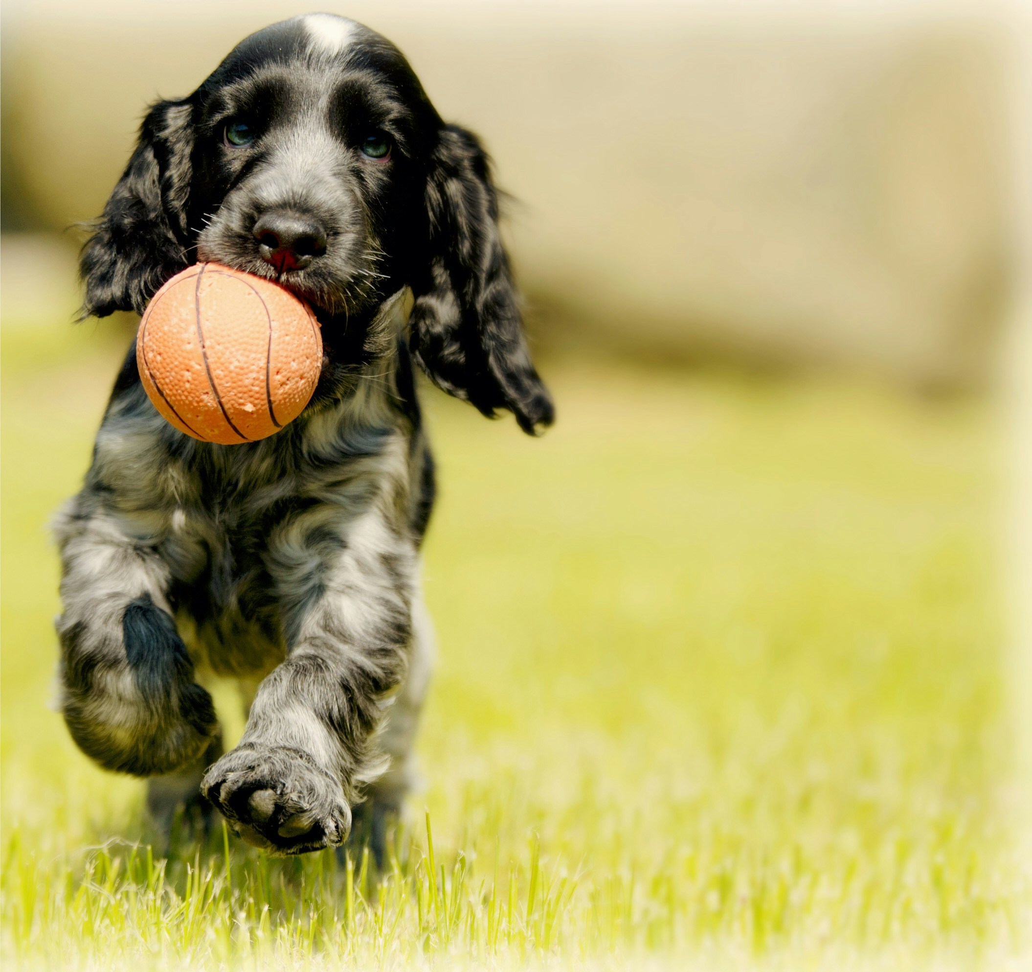 Basic Obedience Training