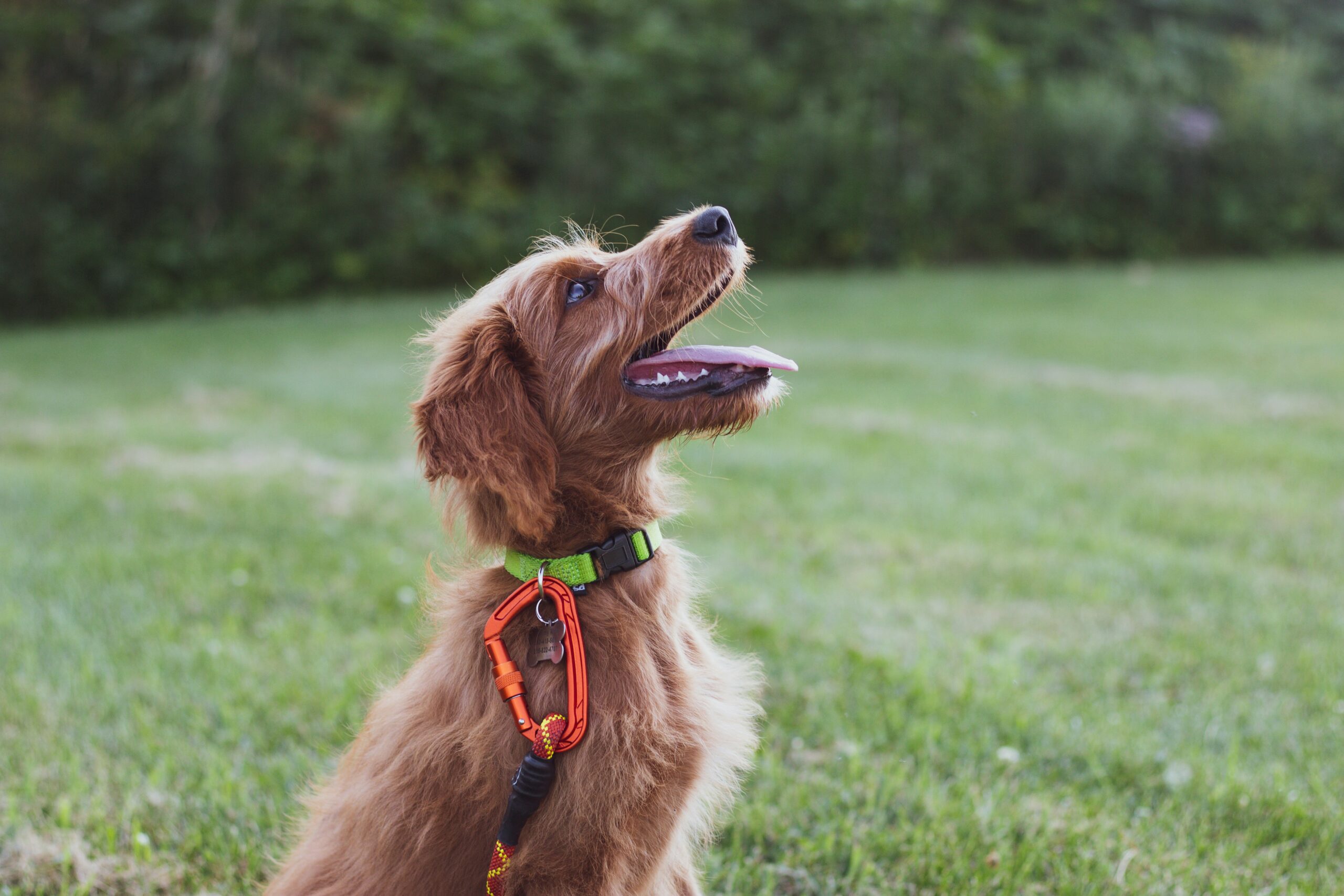 Essential Commands Every Dog Should Know: A Training Guide