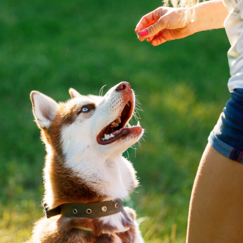 The Benefits of Positive Reinforcement Training for Dogs