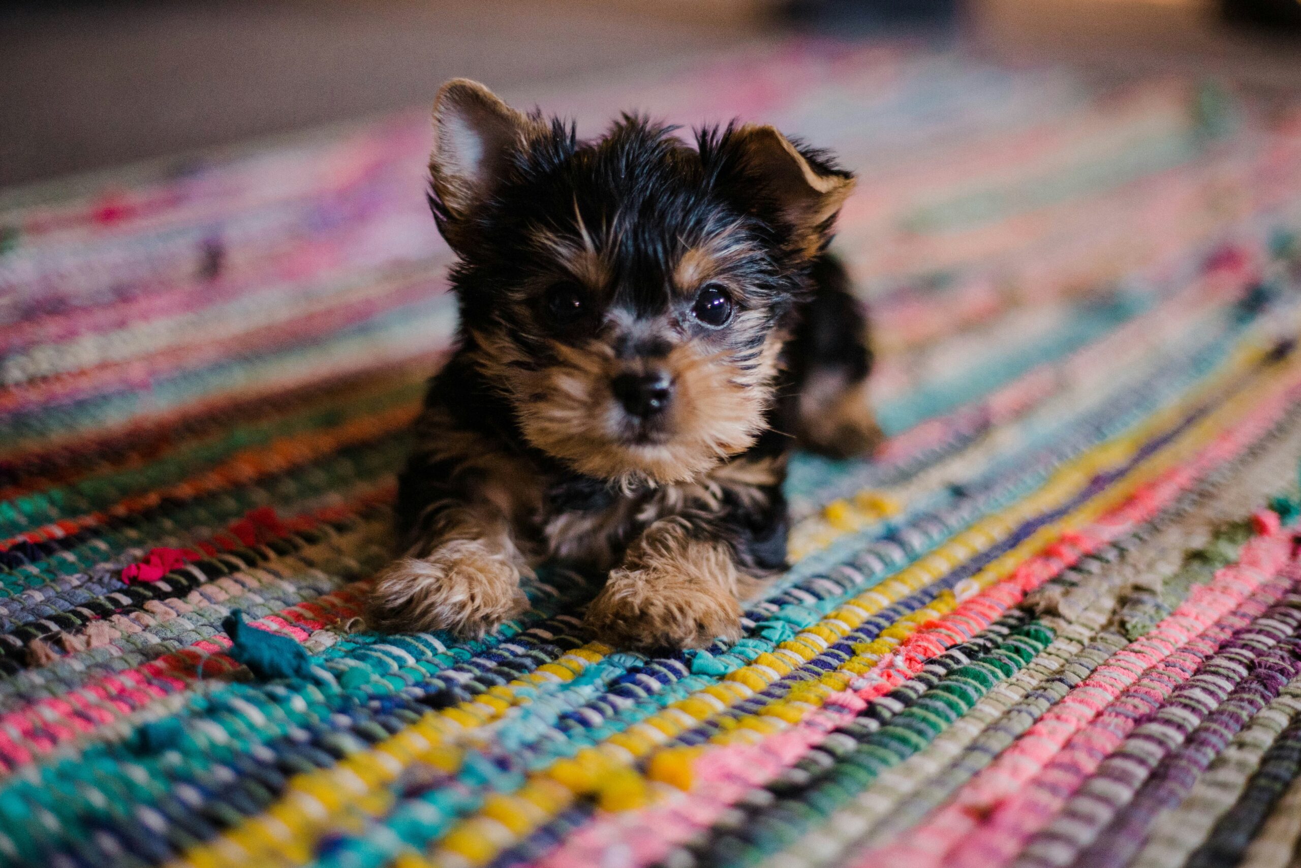 The Ultimate Guide to Socializing Your Puppy: Tips for a Confident and Friendly Dog